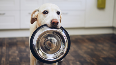 Foods To Avoid Feeding Your Dog