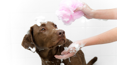 Should You Bathe Your Dog In The Winter