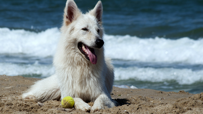 Tips For Keeping Your Dog Safe in The Summer