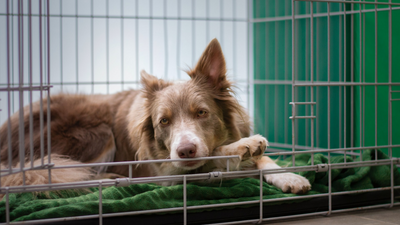 Tips for Keeping Your Dog Kennel Safe