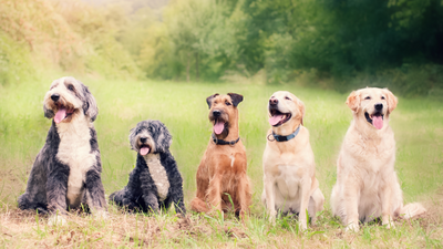 Understanding Hyperkeratosis in Dogs