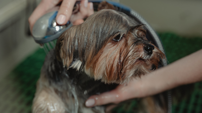What to Look for in Dog Shampoos