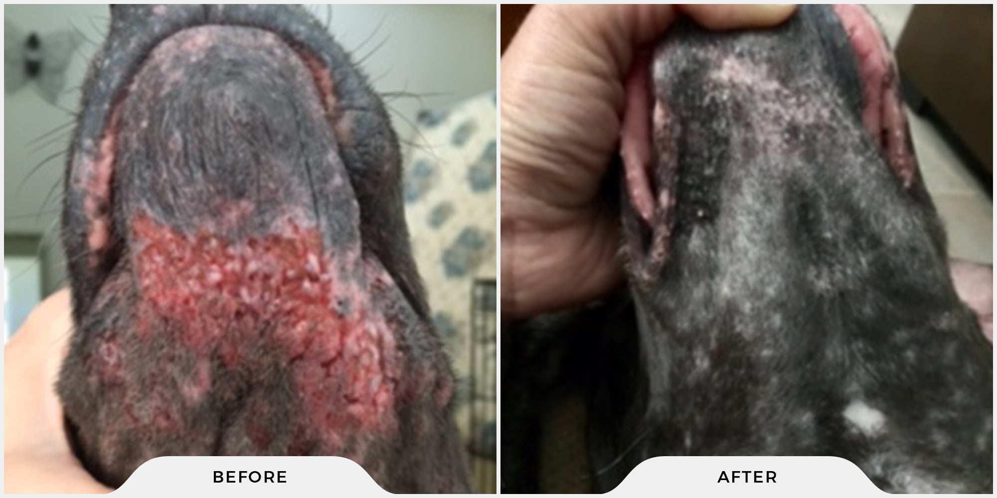 Animal skin condition before and after results