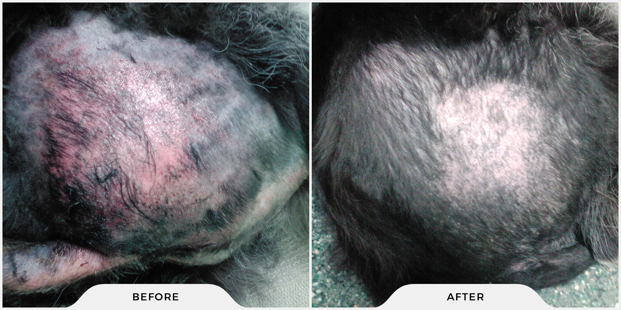 Dog skin condition repair before and after results