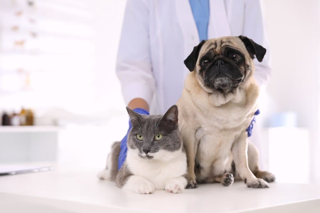 Cat and dog at a veterinary table