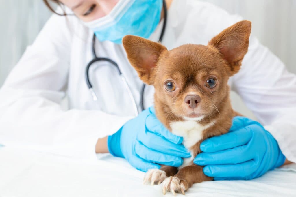 Veterinarian examining a dog