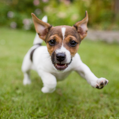 Benefits of Ceramide Supplementation for Allergy-Prone Dogs
