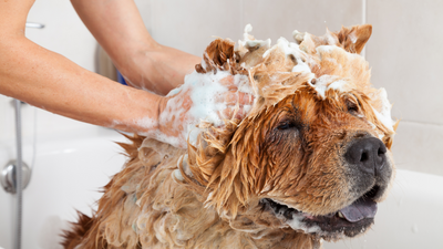 Not All Pet Shampoos Are Equal