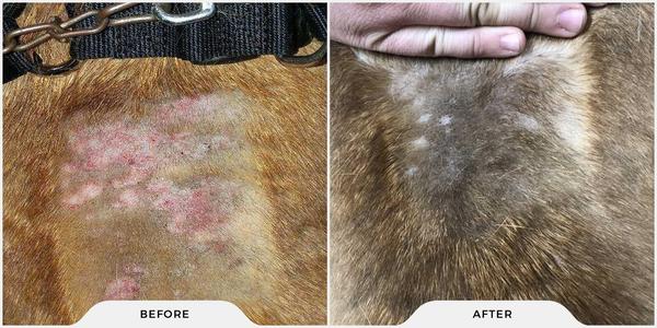 Dog skin condition before and after results