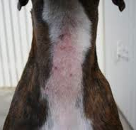 Clinical example — neck