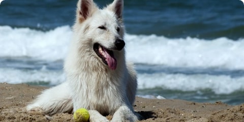 dog on the beach