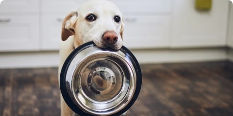 dog with a bowl