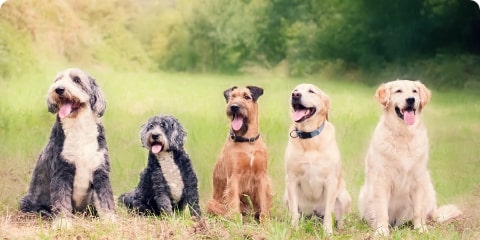 five dogs